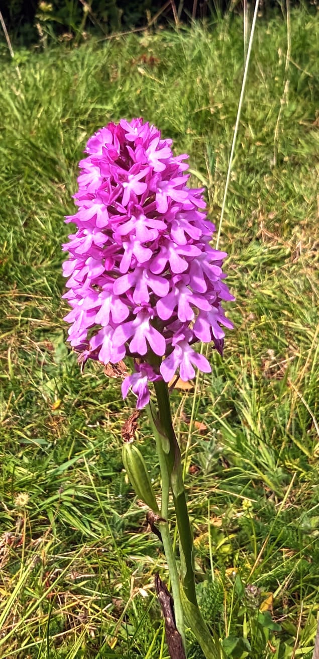 orchid