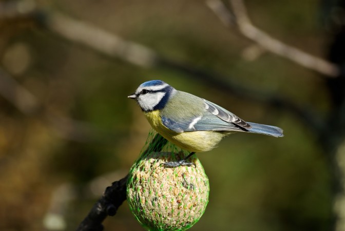 Bird 