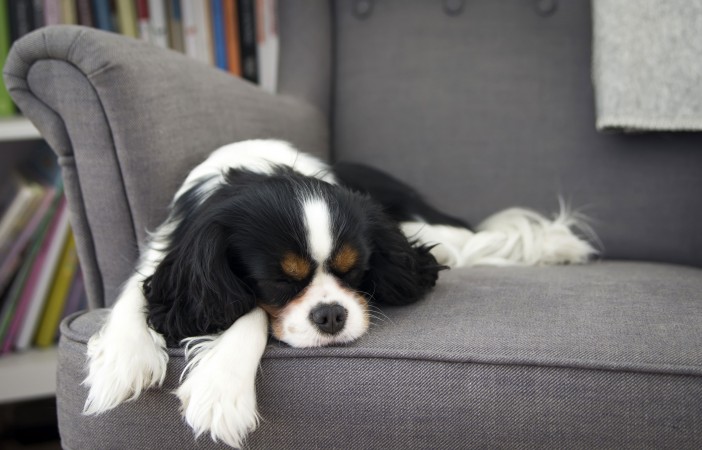 king charles spaniel