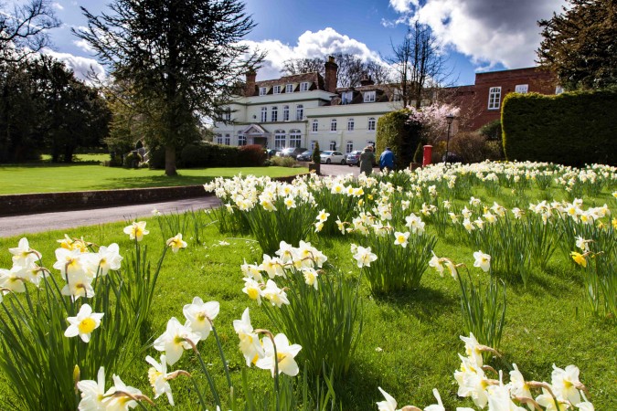 daffodils
