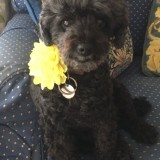 Bella prepares for the show