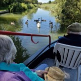 Meeting swans