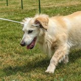 AAG dog show c.jpeg golden