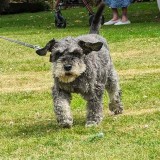 AAG dog show d.jpeg miniature