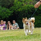 AAG dog show e.jpeg happy