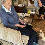 pets