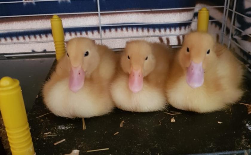 ducklings in incubator