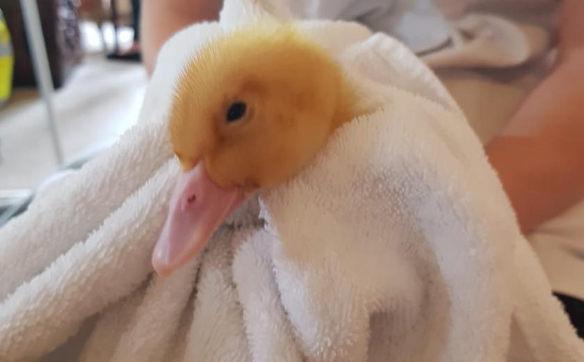 duckling towel