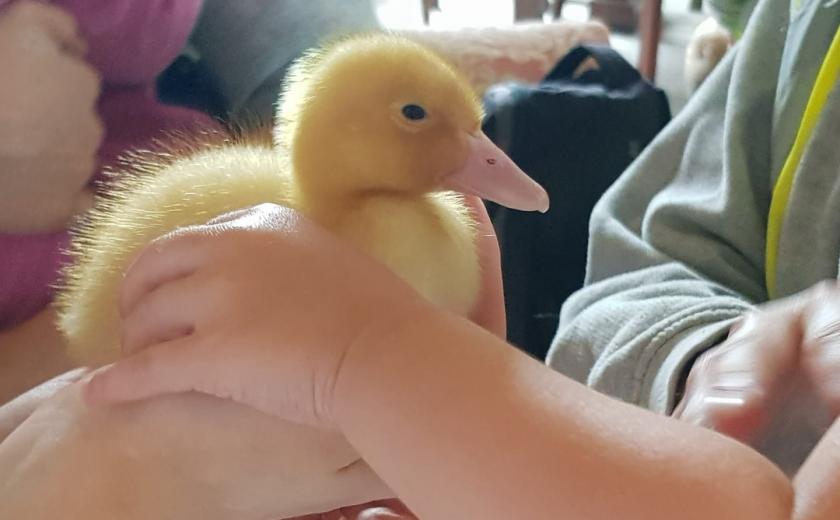 duckling being held