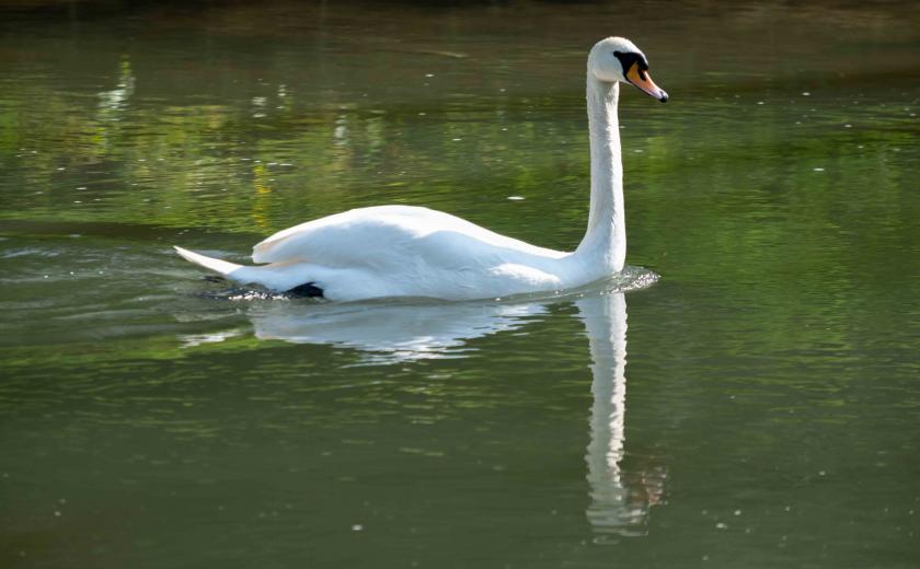 Swan in the river