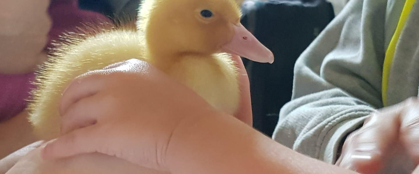 duckling