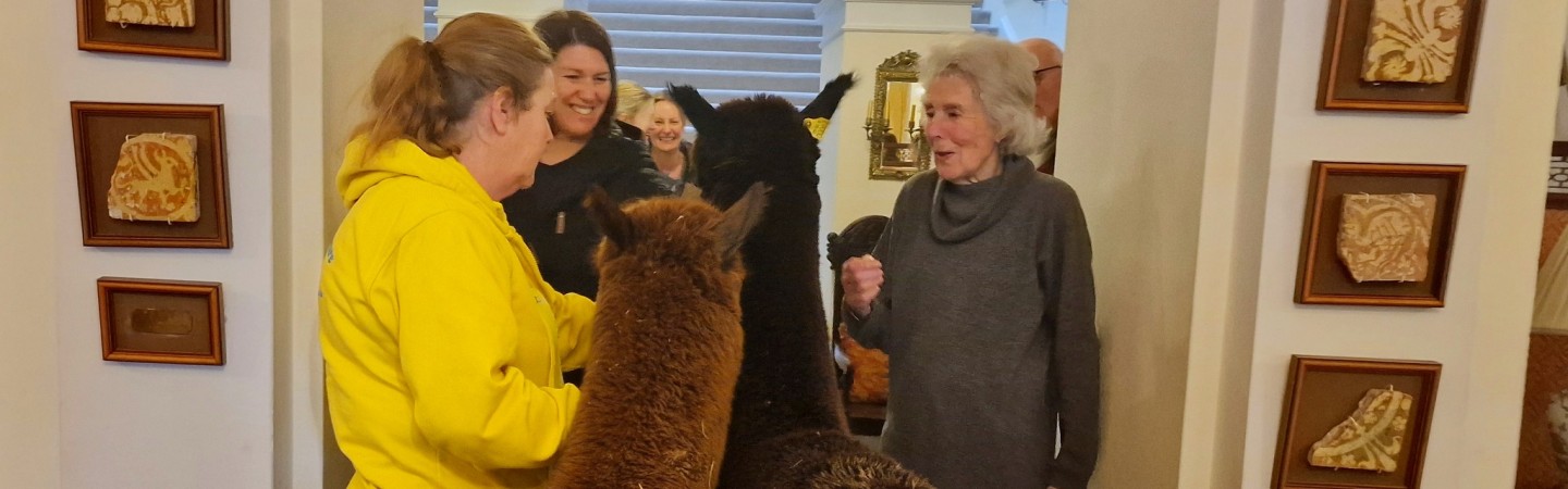alpacas
