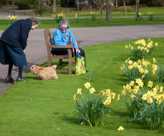 bench and daffodils